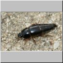 Staphylinidae sp - Kurzfluegler 01 6-7mm.jpg